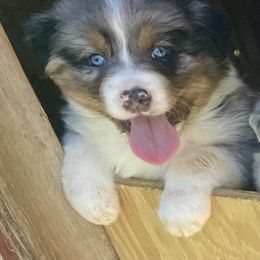 Australian Shepherd Puppies from Midwest Guardian Aussies