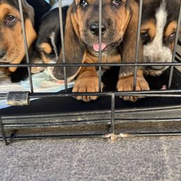 Basset Hound Puppies from Blessed Bassets