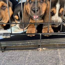 Basset Hound Puppies from Blessed Bassets