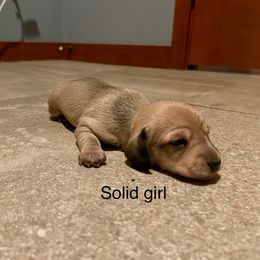 Girl 1 - Red female Dachshund puppy in Sultan, Washington from Honeydew Ranch