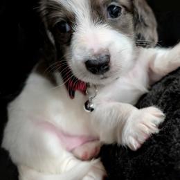 Splash - Piebald male Dachshund puppy in Deckerville, Michigan from Goldie Girls Ranch Dachshunds