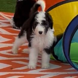 Sami - Black and white female Sheepadoodle puppy in Joelton, Tennessee from PC Pampered Parti's