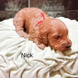 Nick - Red  male Goldendoodle puppy in Pasco, Washington from Camp Doodle Woods