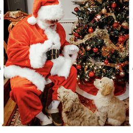 Cavapoo and Goldendoodle Puppies from PJs Puppy Love