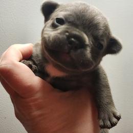 French Bulldog Puppies from Honey Hole Frenchies