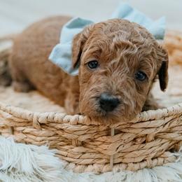 Lainey Wilson - Red  female Goldendoodle puppy in Lumberton, Mississippi from SouthernDoodlebug/ Utah Doodlebug