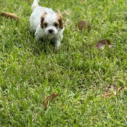 Cavapoo and Shihpoo Puppies from Haus of Doodles