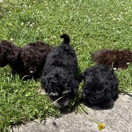 Mal-Shi, Maltese, Maltipoo, Poodle, and Shih Tzu Puppies from Joy-Fur Puppies