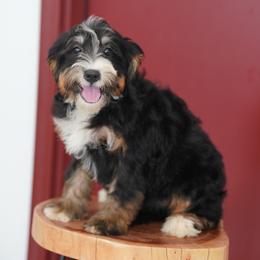 Andi - Tri-color female Bernedoodle puppy in Dundee, Ohio from Down Home Doodle