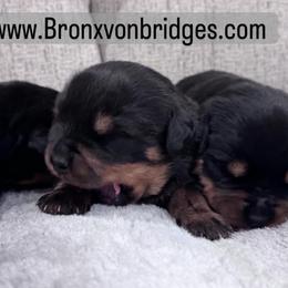 Girl 2 - Black and tan female Rottweiler puppy in Danieslville, Georgia from Bronx Von Bridges Rottweilers