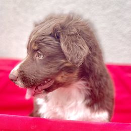 Snickers - Red tri-color Miniature American Shepherd puppy in Modesto, California from HeartSong Australian Shepherds