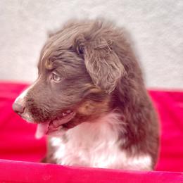 Snickers - Red tri-color Miniature American Shepherd puppy in Modesto, California from HeartSong Australian Shepherds