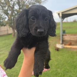Penny - Black female Dachshund puppy in Piedmont, Oklahoma from Jess’s Dachshunds