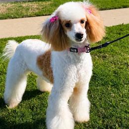 Kiwi - Poodle