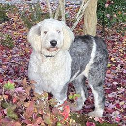 Lizzie - Old English Sheepdog