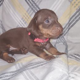 Dachshund Puppies from Yannies Dachsies