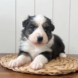 Squeak - Black tri-color female Australian Shepherd puppy in Kearney, Nebraska from Helix Aussies