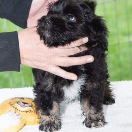Havanese Puppies from Solstice Havanese