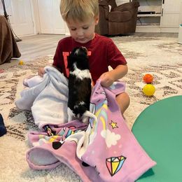 Cavalier King Charles Spaniel Puppies from CK Cavaliers