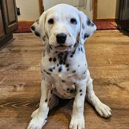 Girl 3 - female Dalmatian puppy in Livonia, Missouri from Buttonridge Dalmatians