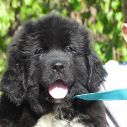 Daffodil - Black female Newfoundland puppy in Dalton, Ohio from Newfforu