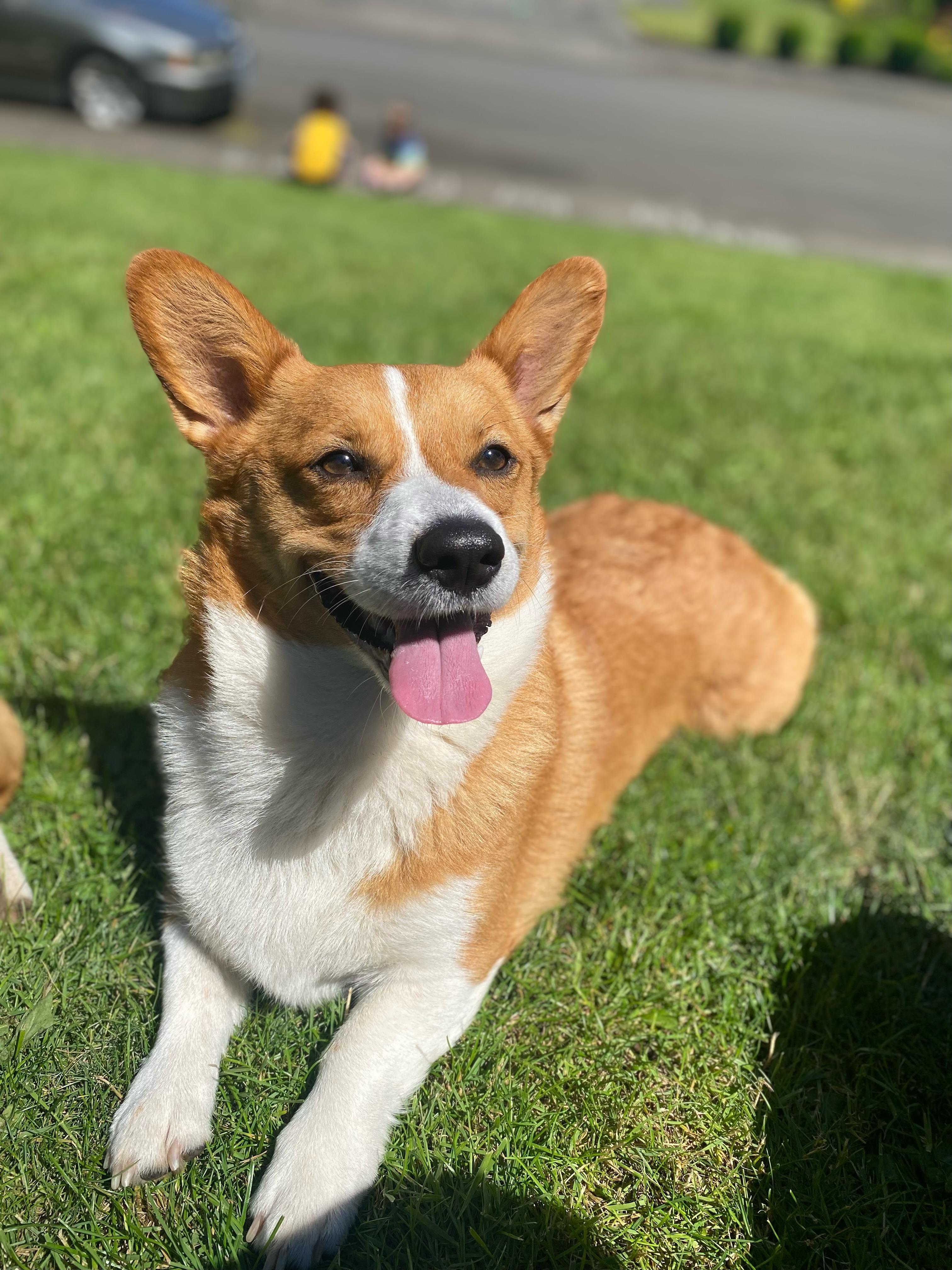 KB Corgis in Washington | Pembroke Welsh Corgi puppies | Good Dog
