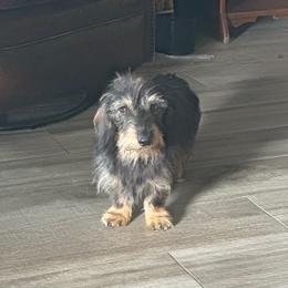 Ace - Dachshund