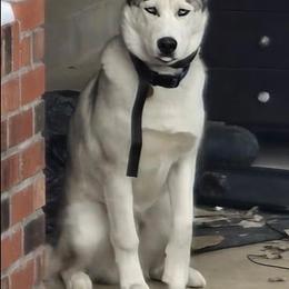 Rocky - Agouti and white male Gerberian Shepsky puppy in Louisville, Kentucky from Arsen's Purebreds & Hybrids