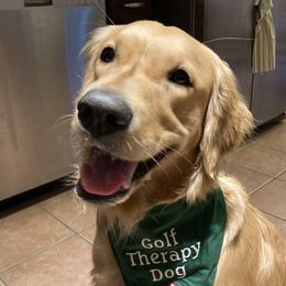 Amy - Golden Retriever