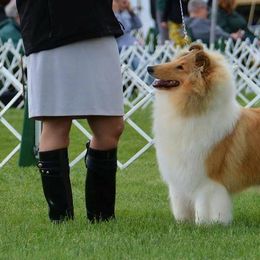 Collies from Blumatra