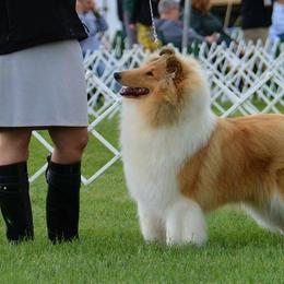 Collies from Blumatra