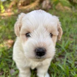 Marino - Parti male Miniature Schnauzer puppy in Summerfield, Florida from M & M Schnauzers