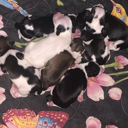 Chinese Crested Puppies from Chinese Crested