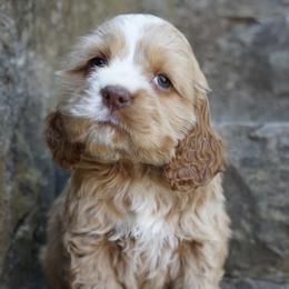 American Corgi, Basset Hound, and Cocker Spaniel Puppies from Oak Hollow Farms