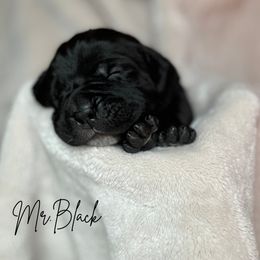 Cane Corso Puppies from Iron Will Cane Corso