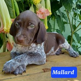 Mallard - Liver roan male German Shorthaired Pointer puppy in Elberta, Alabama from Old Orchard Farm