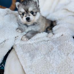 Rice Krispy - Silver female Pomsky puppy in Yavapai County, Arizona from Pawsh Pomskies