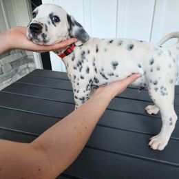 Dale - White and black Dalmatian puppy in Anderson, South Carolina from Raven River Ranch