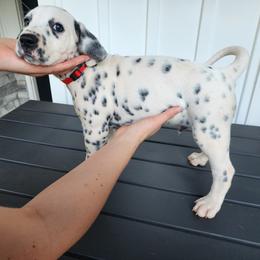 Dale - White and black Dalmatian puppy in Anderson, South Carolina from Raven River Ranch