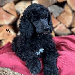 Poodle Puppies from Payette Poodles