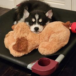 Pomsky Puppies from A1 Pomskies