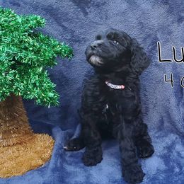 Cavapoo and Goldendoodle Puppies from Daisy's Doodle Den