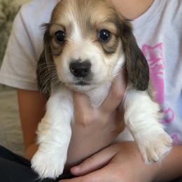 Boy 3 - Piebald male Dachshund puppy in Allenhurst, Georgia from B’s Dapper Dachshunds