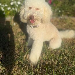 Lilly - Cream female Cockapoo puppy in 77304, Texas from Little Valley Puppies
