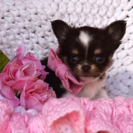Montana - Chocolate and white female Chihuahua puppy in Gloucester, Virginia from Charlotte's Web of Chihuahuas