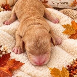Derek - Apricot male Goldendoodle puppy in North Branch, Michigan from Graceful Miniature Goldendoodles