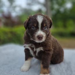 Reesie - Red tri-color female Australian Shepherd puppy in Summerville, South Carolina from Flowertown Aussies