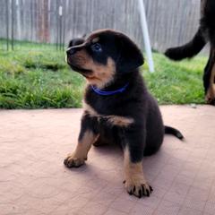 Beauceron Puppies from Rayon de Soleil Beaucerons