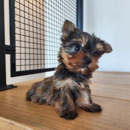 Yorkshire Terrier Puppies from North Texas AKC Yorkies