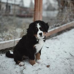Bernese Mountain Dog Puppies from Purple Sage Puppies Bernese Mountain Dogs